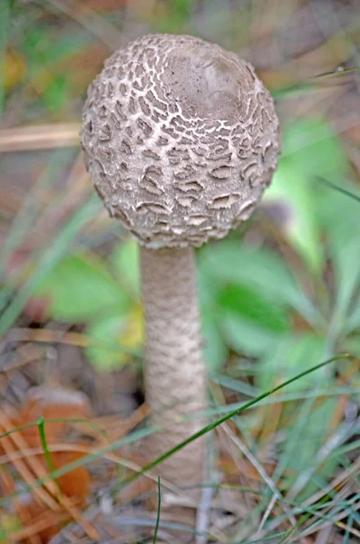 有毒的蘑菇 危险的蘑菇低效蘑菇 — 图库照片