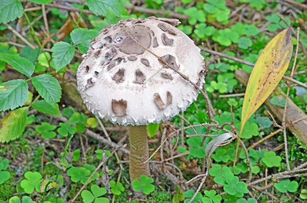 有毒的蘑菇 危险的蘑菇低效蘑菇 — 图库照片