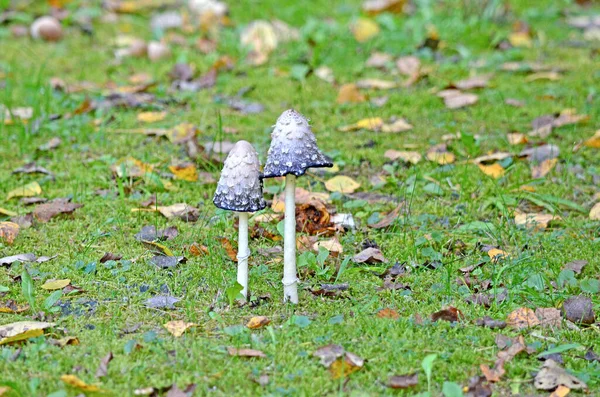 Champignons Empoisonnés Champignons Dangereux Champignons Non Comestibles — Photo