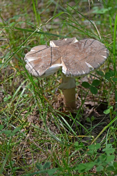 Cogumelos Venenosos Cogumelos Perigosos Cogumelos Inofensivos — Fotografia de Stock