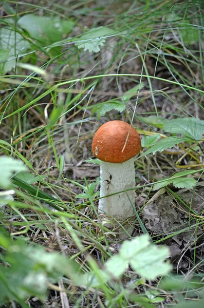 Boleto Leccinum Boleto Cabeça Laranja Leccinum Aurantiacum — Fotografia de Stock