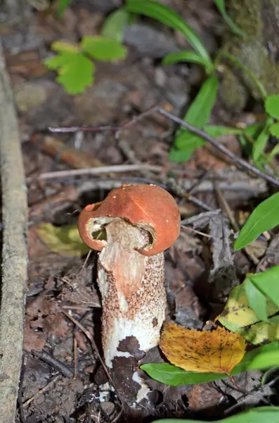 Boleto Leccinum Boleto Cabeça Laranja Leccinum Aurantiacum — Fotografia de Stock