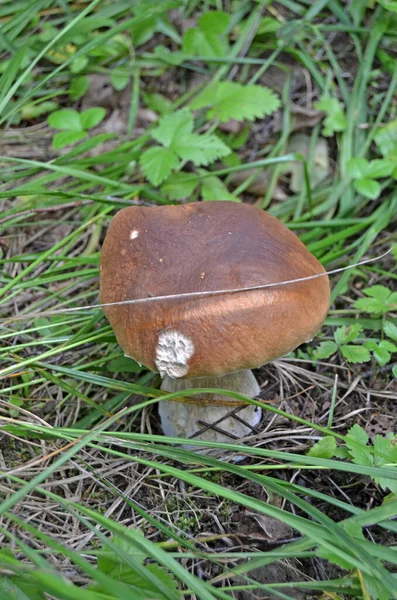 Boletus Leccinum Boletus Gorra Naranja Leccinum Aurantiacum — Foto de Stock