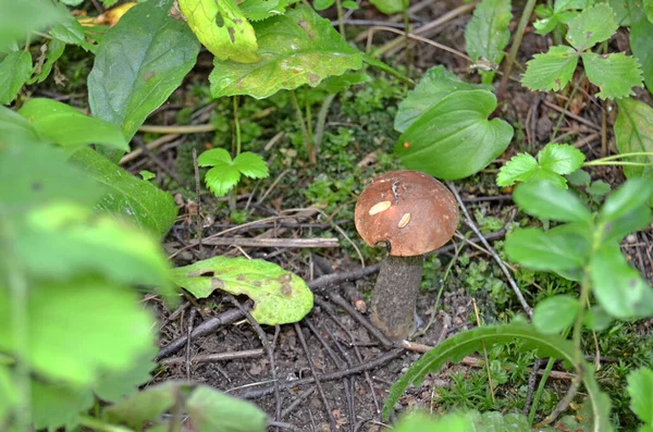 Boletus Leccinum Boletus Gorra Naranja Leccinum Aurantiacum — Foto de Stock