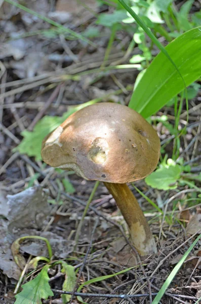 Boletus Leccinum Boletus Gorra Naranja Leccinum Aurantiacum — Foto de Stock