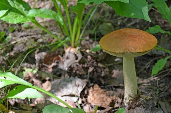 Boleto Leccinum Boleto Con Tappo Arancione Leccinum Aurantiacum — Foto Stock