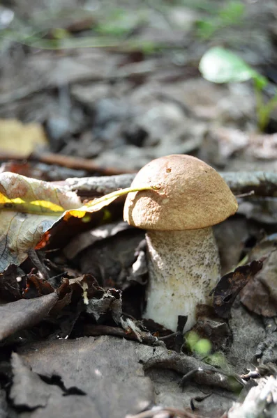 Steinpilze Leccinum Steinpilze Leccinum Aurantiacum — Stockfoto