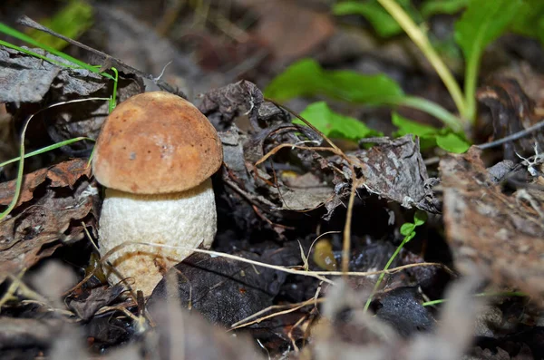 Boletus 莱西纳姆橘子帽Boletus 耳蜗耳蜗 — 图库照片