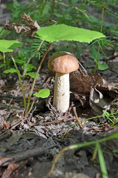 Boletus Een Leccinum Oranjekop Boletus Leccinum Aurantiacum — Stockfoto