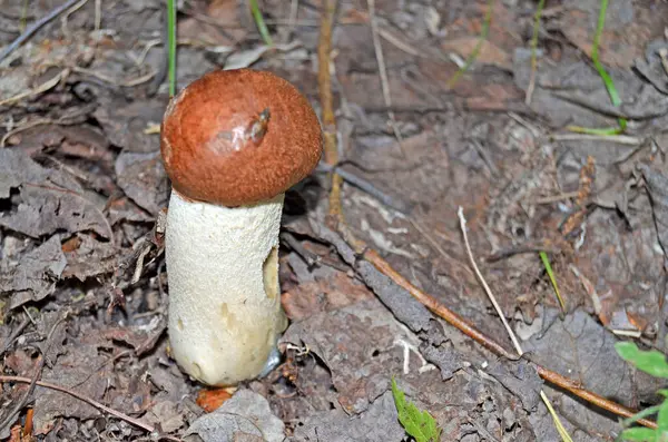 Boleto Leccinum Boleto Con Tappo Arancione Leccinum Aurantiacum — Foto Stock