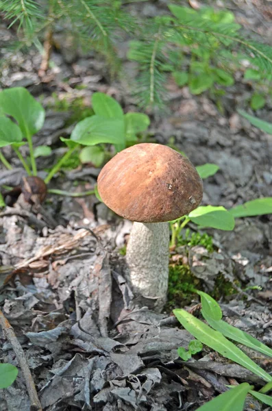 Boletus Een Leccinum Oranjekop Boletus Leccinum Aurantiacum — Stockfoto