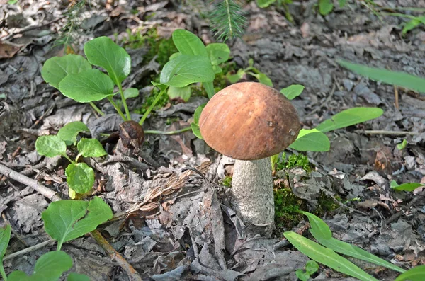 Boletus Een Leccinum Oranjekop Boletus Leccinum Aurantiacum — Stockfoto