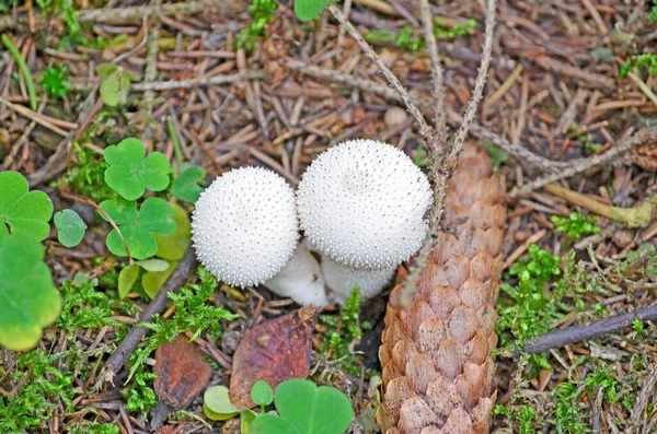 Lycoperdon Paddenstoel Buskruit Paddenstoel Oneetbare Paddenstoel Het Bos Familie Agaricaceae — Stockfoto