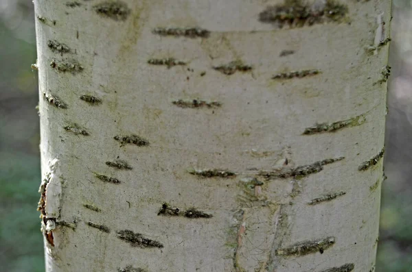 Textura Madeira Latido Uma Árvore Viva Bétula — Fotografia de Stock