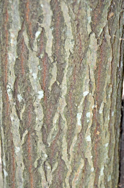 Struttura Del Legno Corteccia Albero Vivente Betulla — Foto Stock