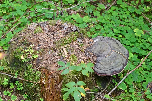 Chaga Mantarı Mantar Inonotus Oblikus Mantarların Doğal Yaşam Alanı — Stok fotoğraf