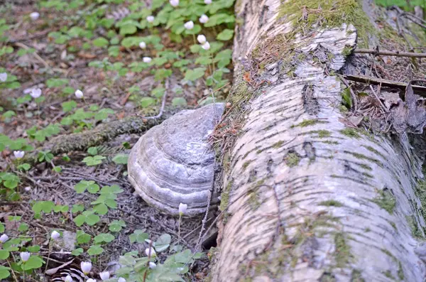 Chaga Pilz Pilz Inonotus Obliquus Der Natürliche Lebensraum Der Pilze — Stockfoto