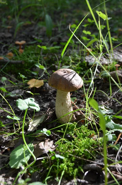 Boleto Leccinum Boleto Cabeça Laranja Leccinum Aurantiacum — Fotografia de Stock