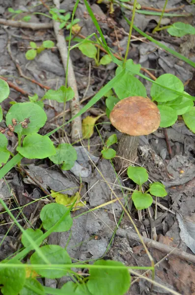 Boletus Leccinum Boletus Gorra Naranja Leccinum Aurantiacum — Foto de Stock