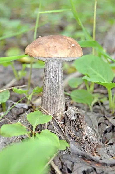 Boletus Een Leccinum Oranjekop Boletus Leccinum Aurantiacum — Stockfoto