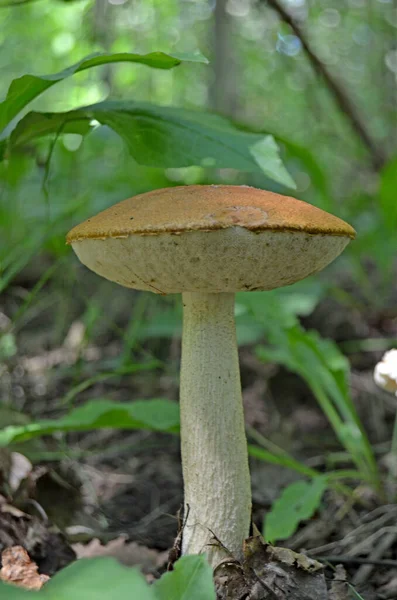 Boleto Leccinum Boleto Cabeça Laranja Leccinum Aurantiacum — Fotografia de Stock