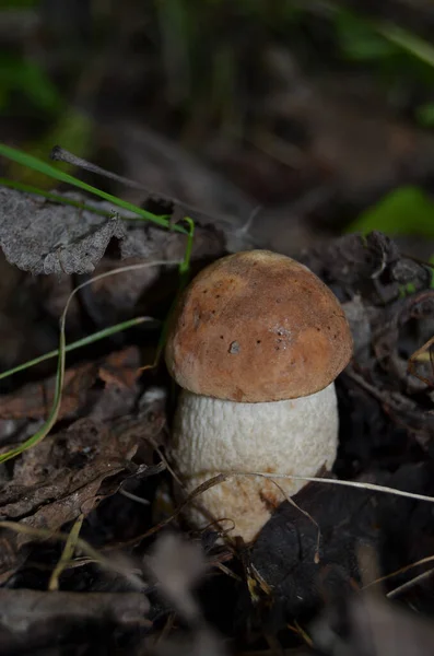 Boletus Leccinum Portakal Kapaklı Boletus Leccinum Aurantiacum — Stok fotoğraf