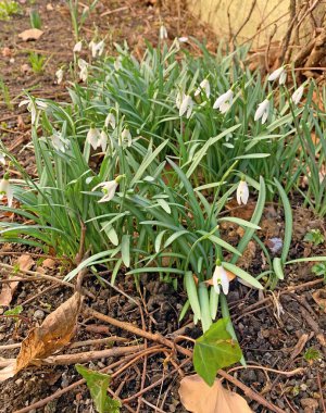 Anemone nemorosa uzun ömürlü bir bitkidir..