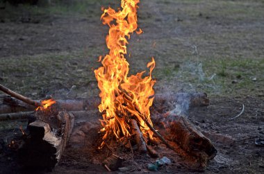 Şenlik ateşi. Ormanda bahar ateşi