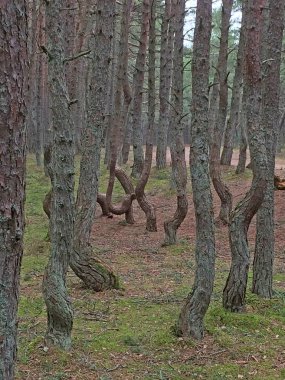 Dans eden orman - Rusya 'nın Kaliningrad Bölgesi Curonian Spit' in 37. kilometresinde bulunan kozalaklı bir orman.