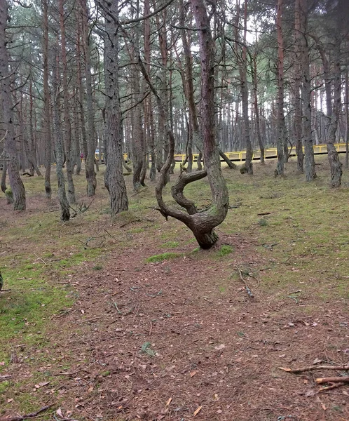 Forêt Dansante Une Section Forêt Conifères Située Sur 37E Kilomètre — Photo