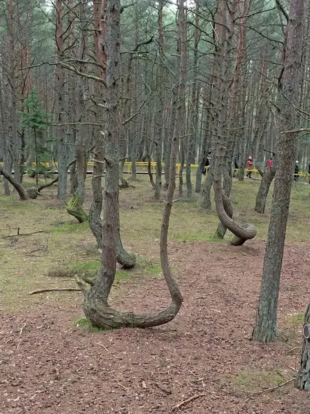 Forêt Dansante Une Section Forêt Conifères Située Sur 37E Kilomètre — Photo