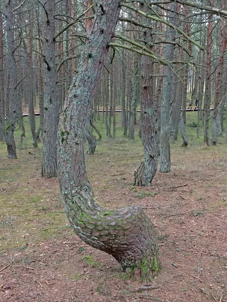 Forêt Dansante Une Section Forêt Conifères Située Sur 37E Kilomètre — Photo