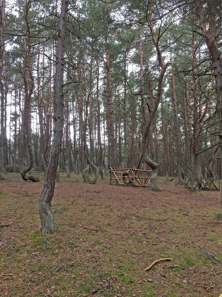 Tańczący Las Fragment Lasu Iglastego Położony Kilometrze Mierzei Kurońskiej Obwód — Zdjęcie stockowe