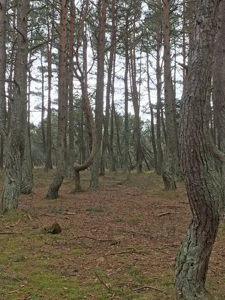 Forêt Dansante Une Section Forêt Conifères Située Sur 37E Kilomètre — Photo