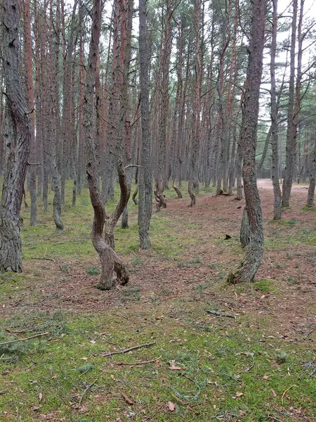 Танцующий Лес Участок Хвойного Леса Расположенный Километре Куршской Косы Калининградская — стоковое фото