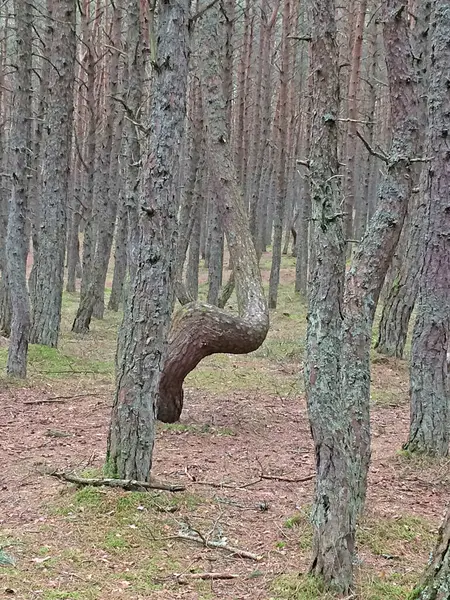 Forêt Dansante Une Section Forêt Conifères Située Sur 37E Kilomètre — Photo