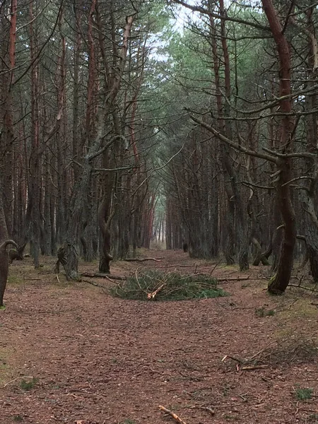 Forêt Dansante Une Section Forêt Conifères Située Sur 37E Kilomètre — Photo