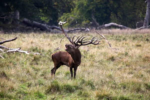 Red deer hert — Stockfoto