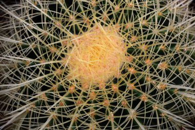 Farklı kaktüs topluluğu