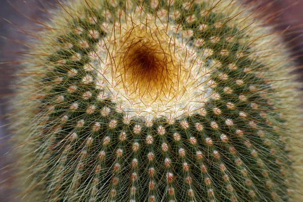 Különböző kaktusz gyűjteménye — Stock Fotó