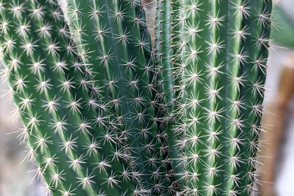 Kolekce různých kaktusů — Stock fotografie