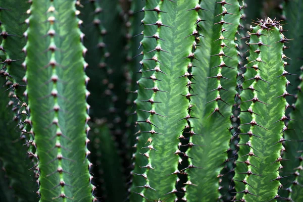 Verzameling van verschillende cactus — Stockfoto