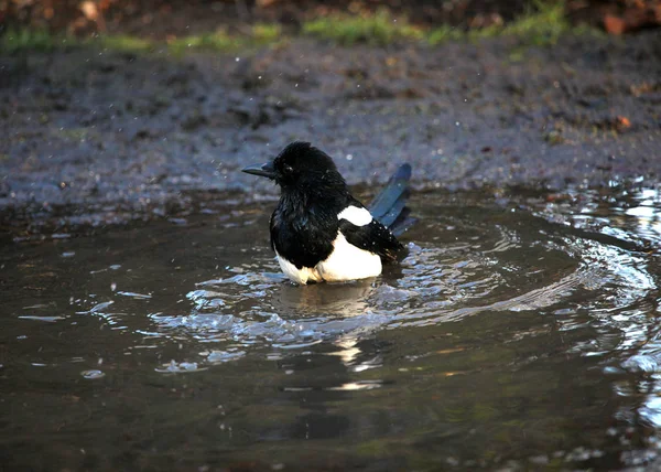 Magpie bading em uma piscina de água da chuva — Fotografia de Stock