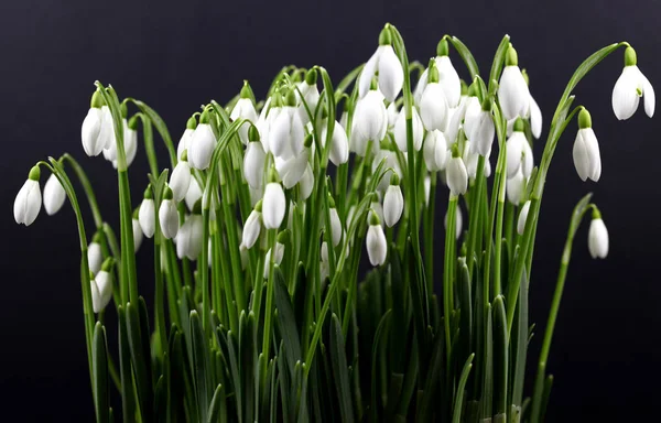A bundle snowdrops on black background — Stock Photo, Image