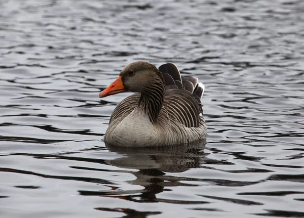 Grey goose swimming — Stock Photo, Image