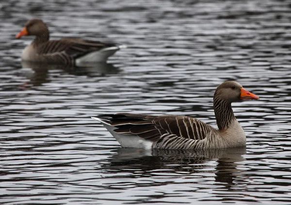 Grey goose swimming — Stock Photo, Image