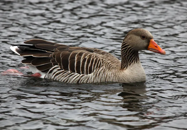 Grey goose swimming — Stock Photo, Image