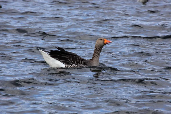 Grey goose swimming — Stock Photo, Image