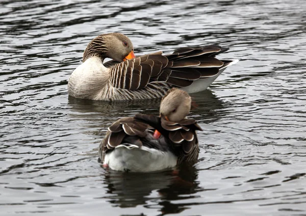 Grey goose swimming — Stock Photo, Image