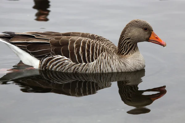 Grey goose swimming — Stock Photo, Image